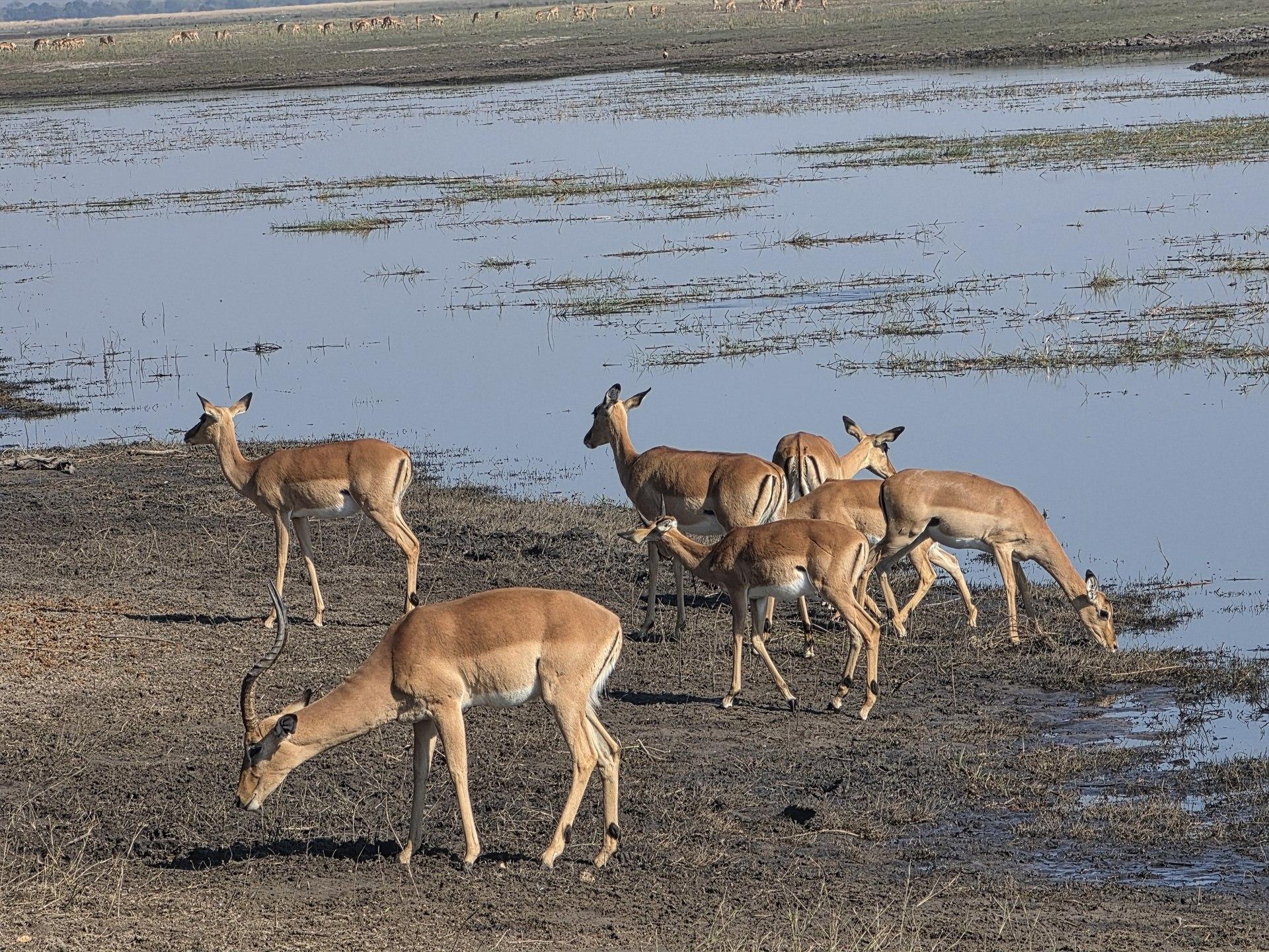 Several antelope stand and graze along the water edge.