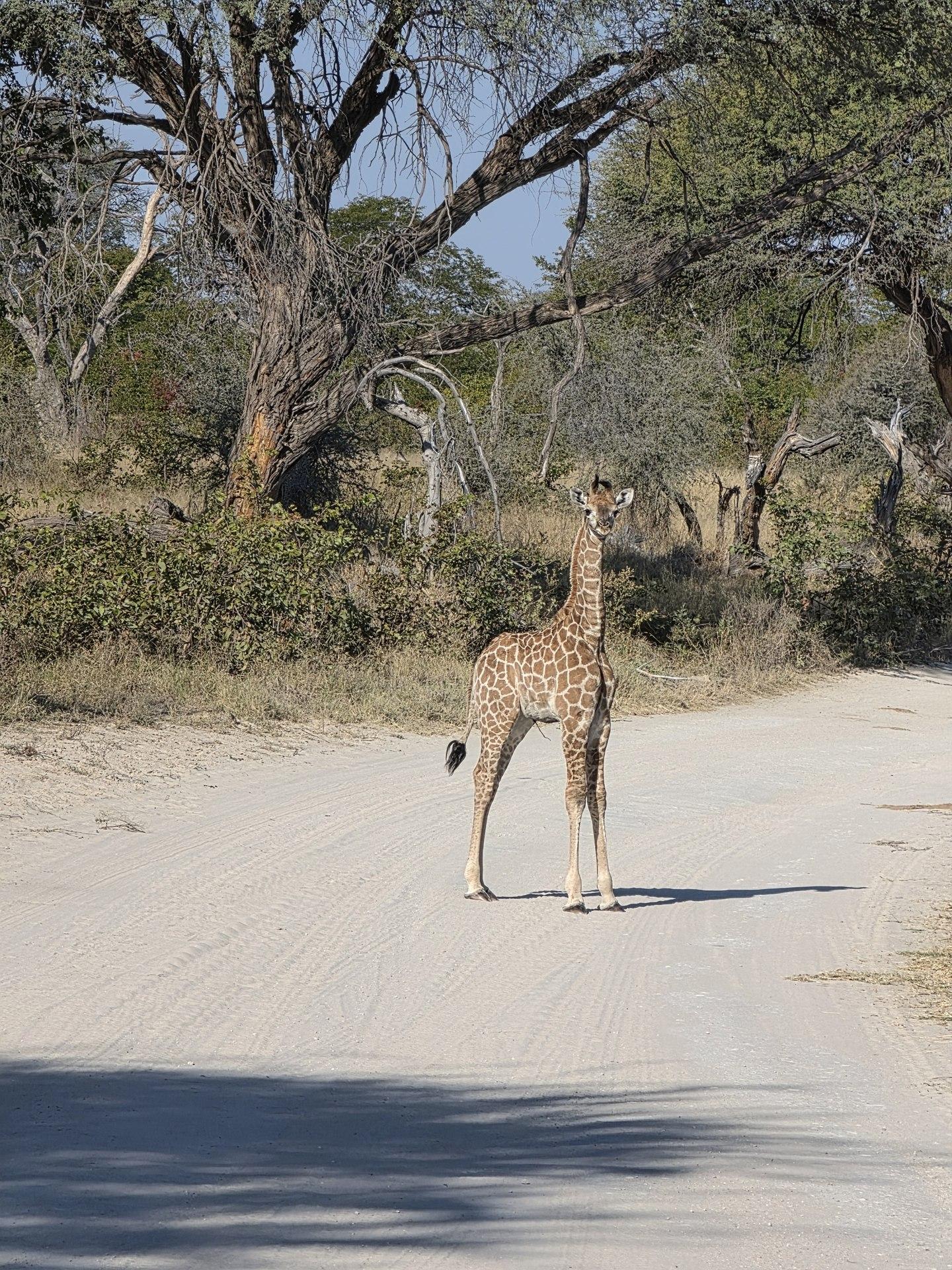 Giraffe facing the camera on the road; strong clean portrait.