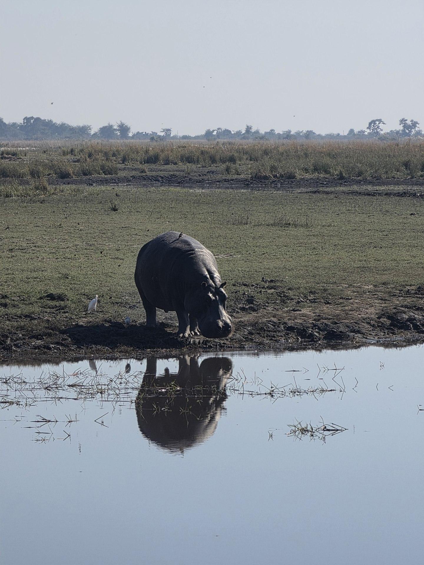 A hippopotamus stands at the water edge above its reflection.