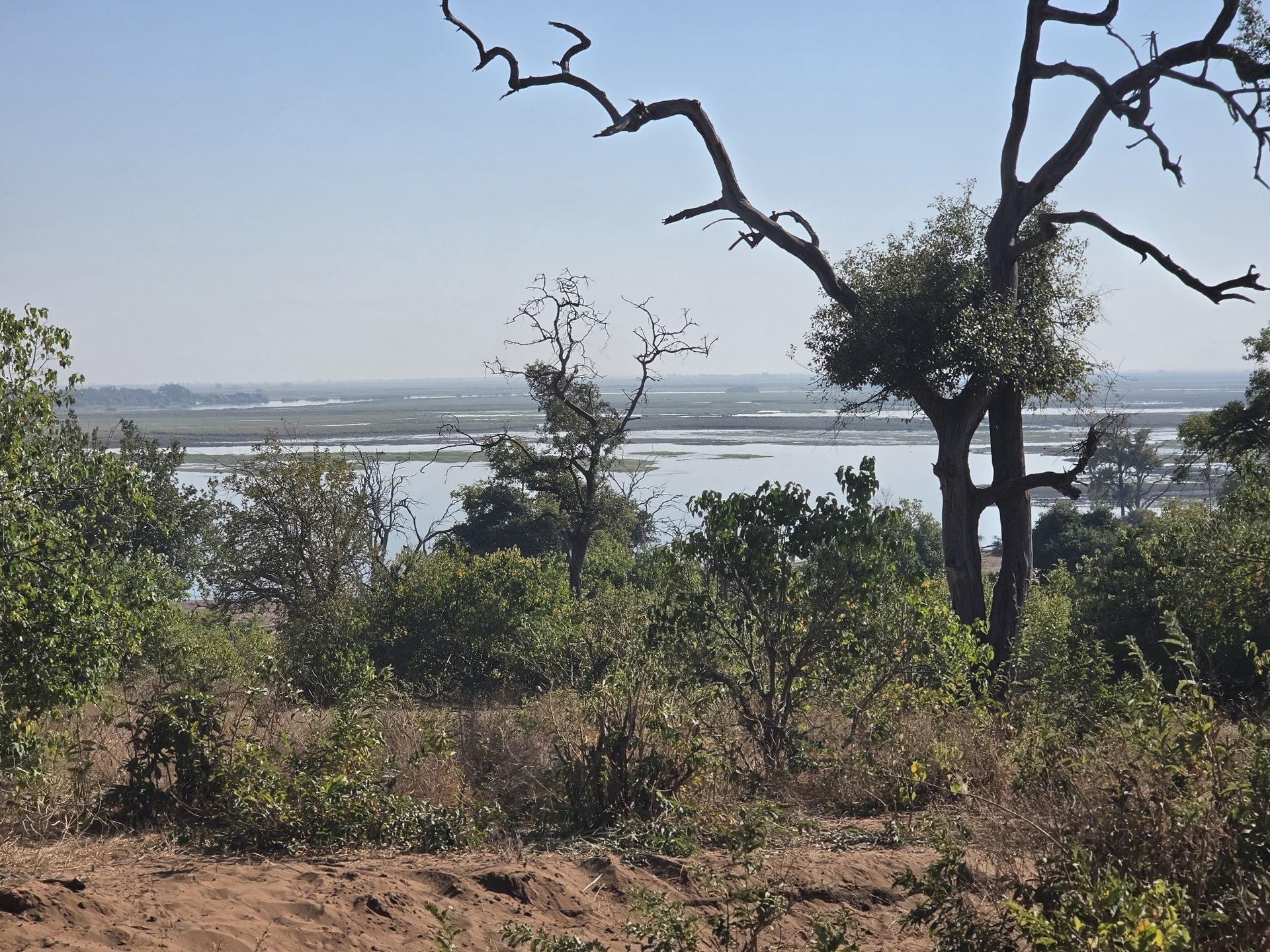 A branching tree frames broad wetlands from the ground.
