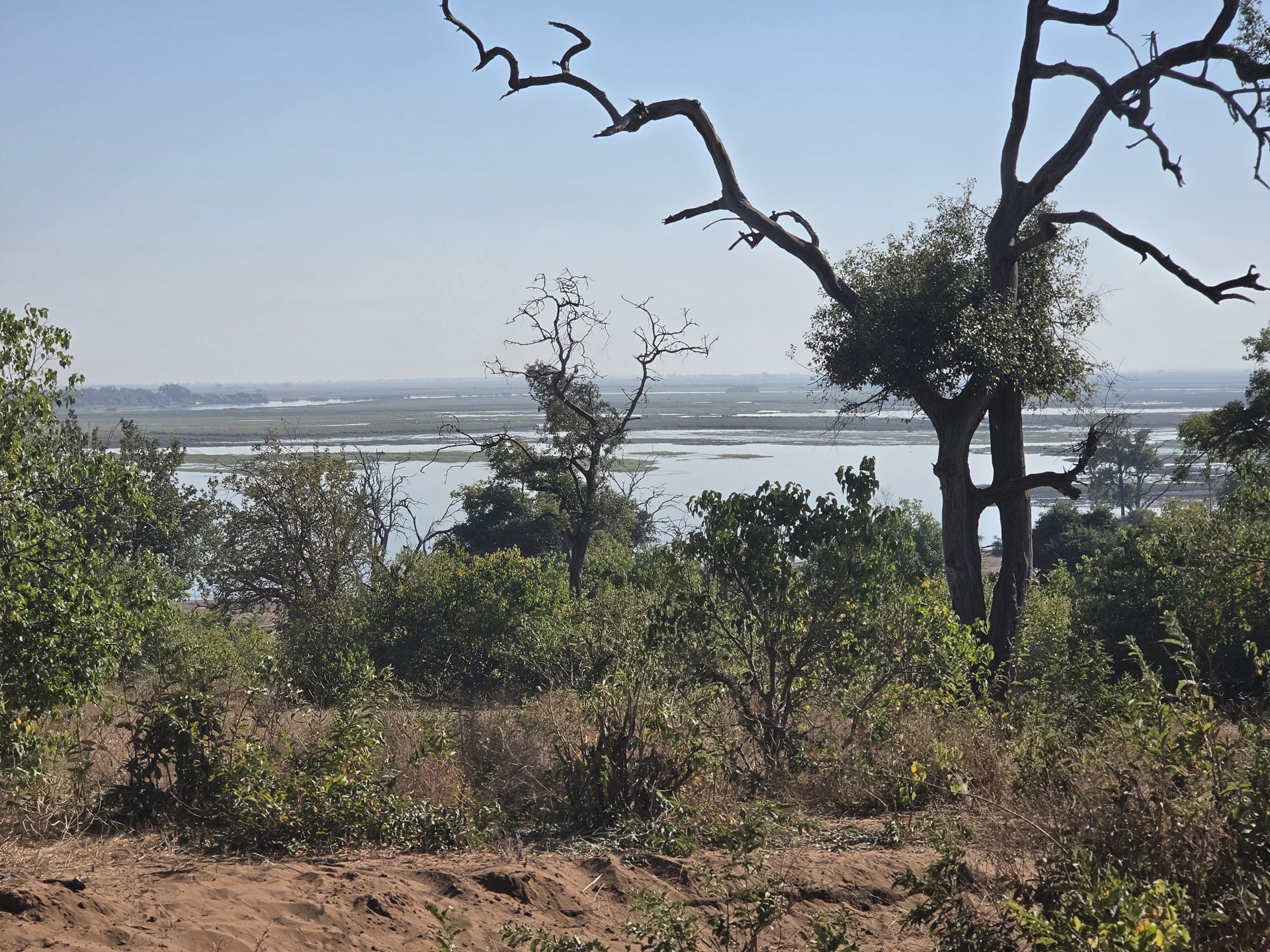 A branching tree frames broad wetlands from the ground.